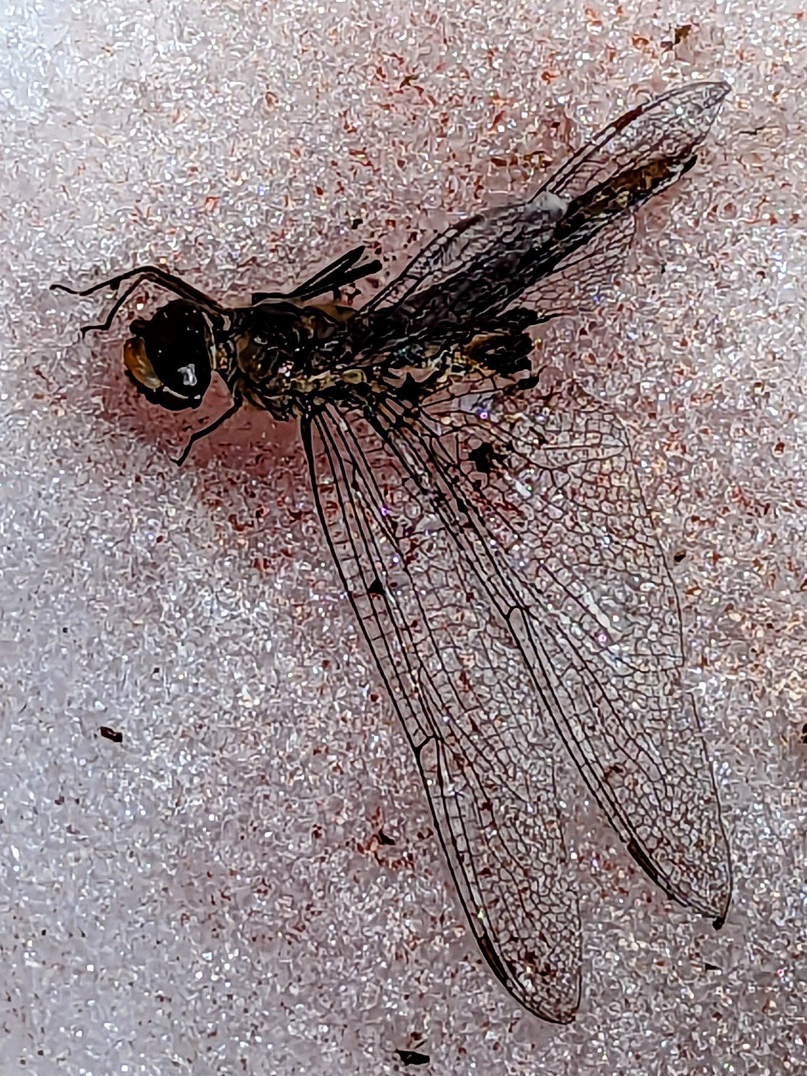 pxl_20230724_1701439032