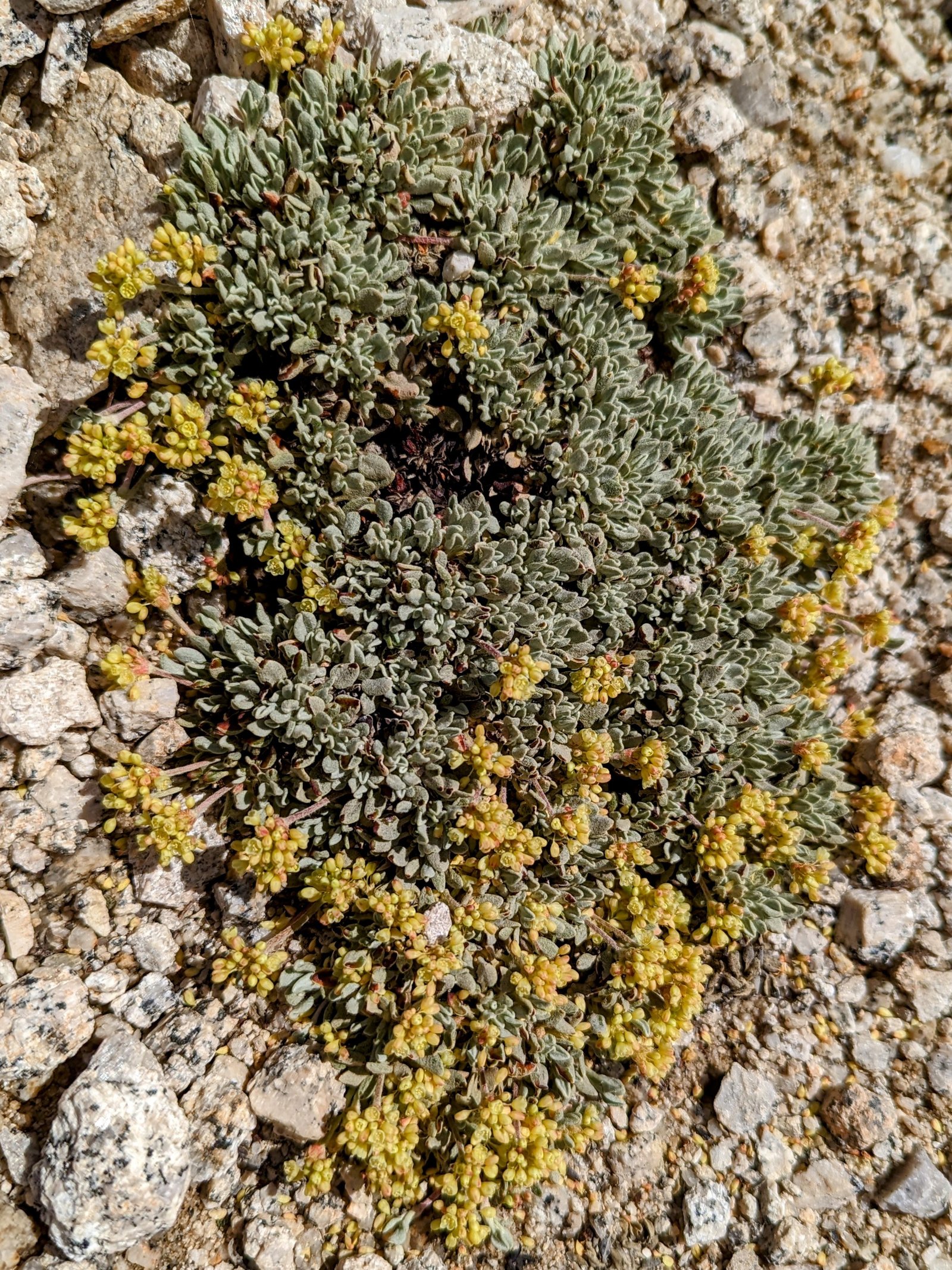 pxl_20230724_1740463452