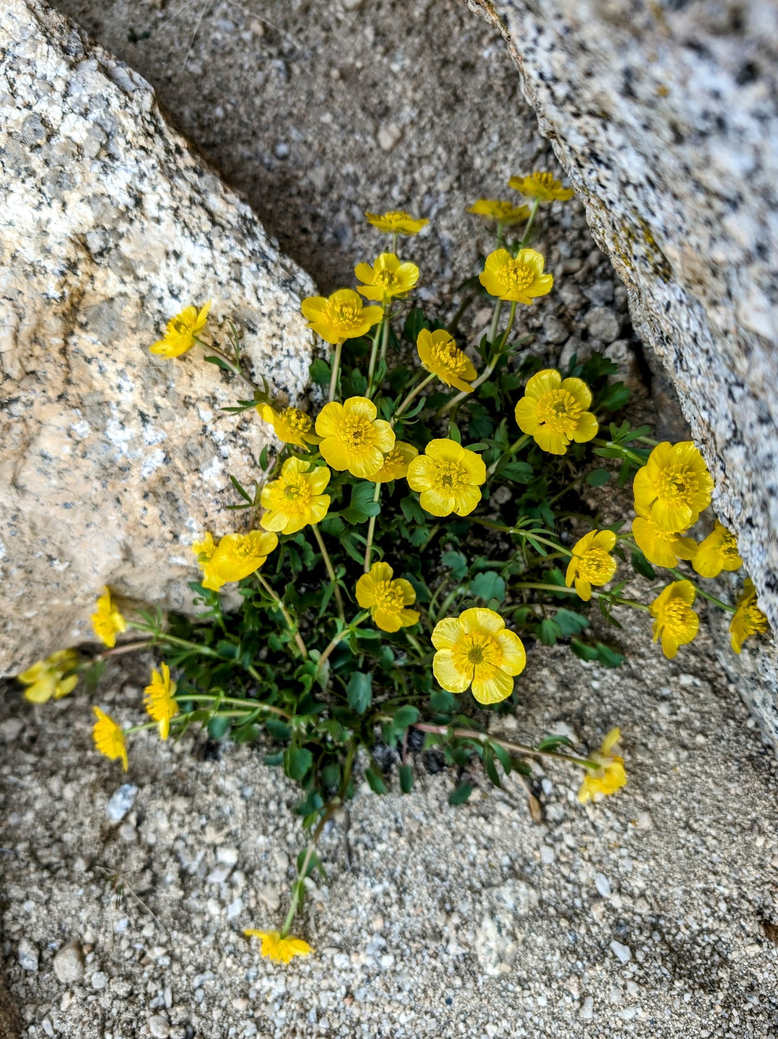 pxl_20240603_1457258622