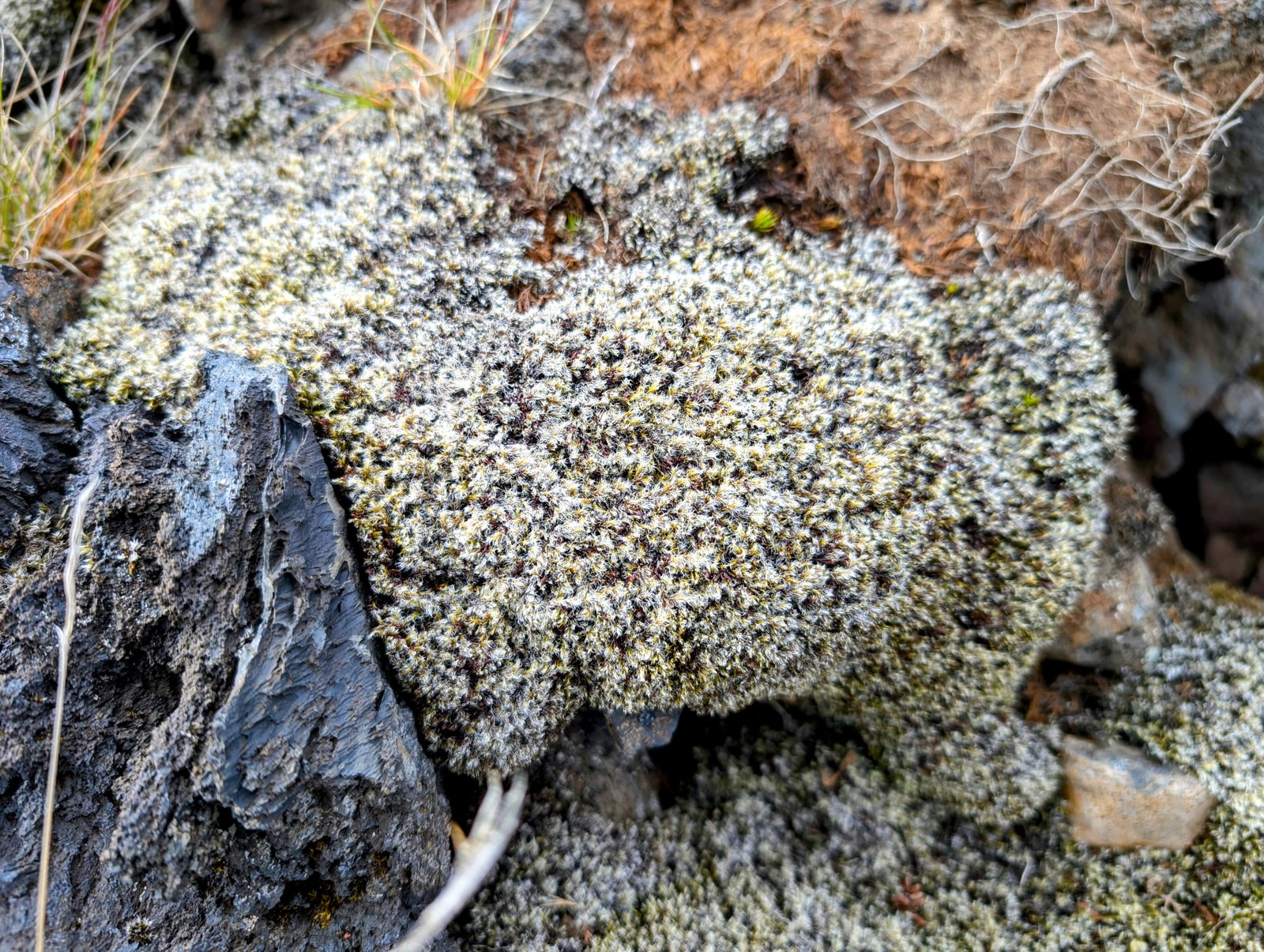 pxl_20240708_1123304262