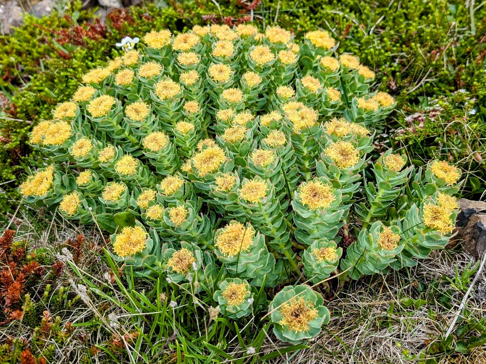 pxl_20240709_0838130862