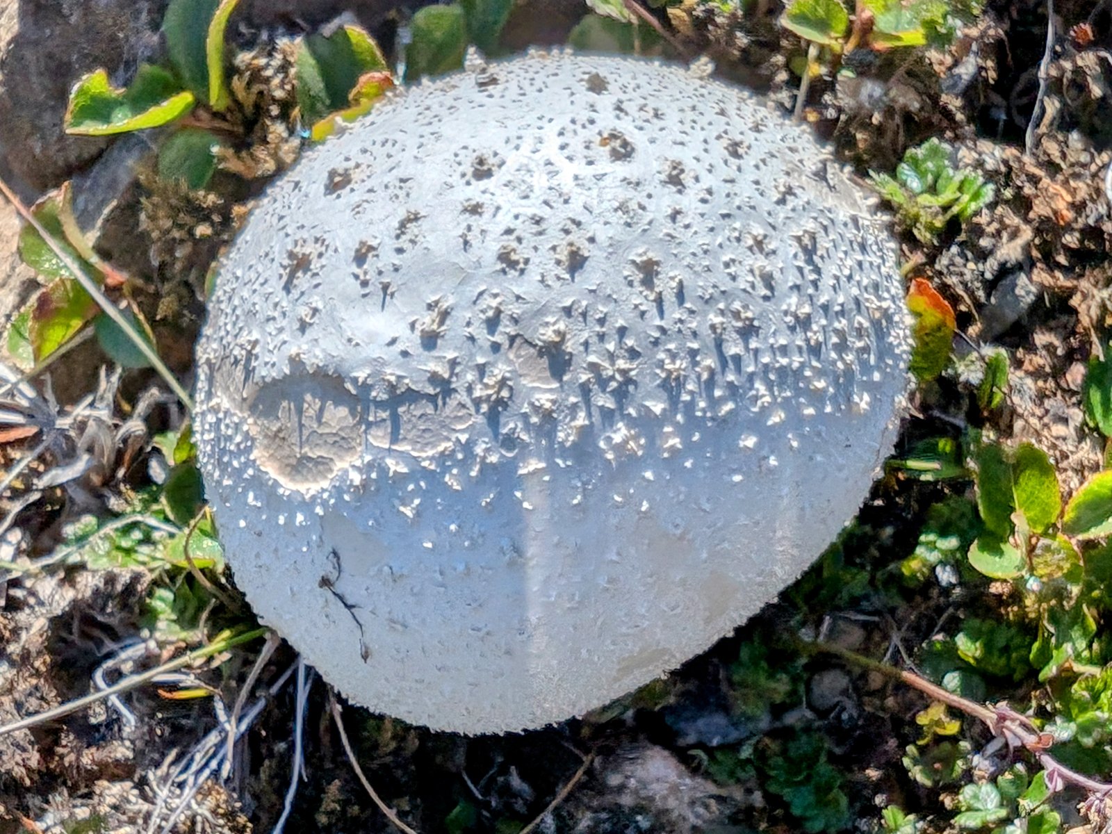 pxl_20240714_1618256052