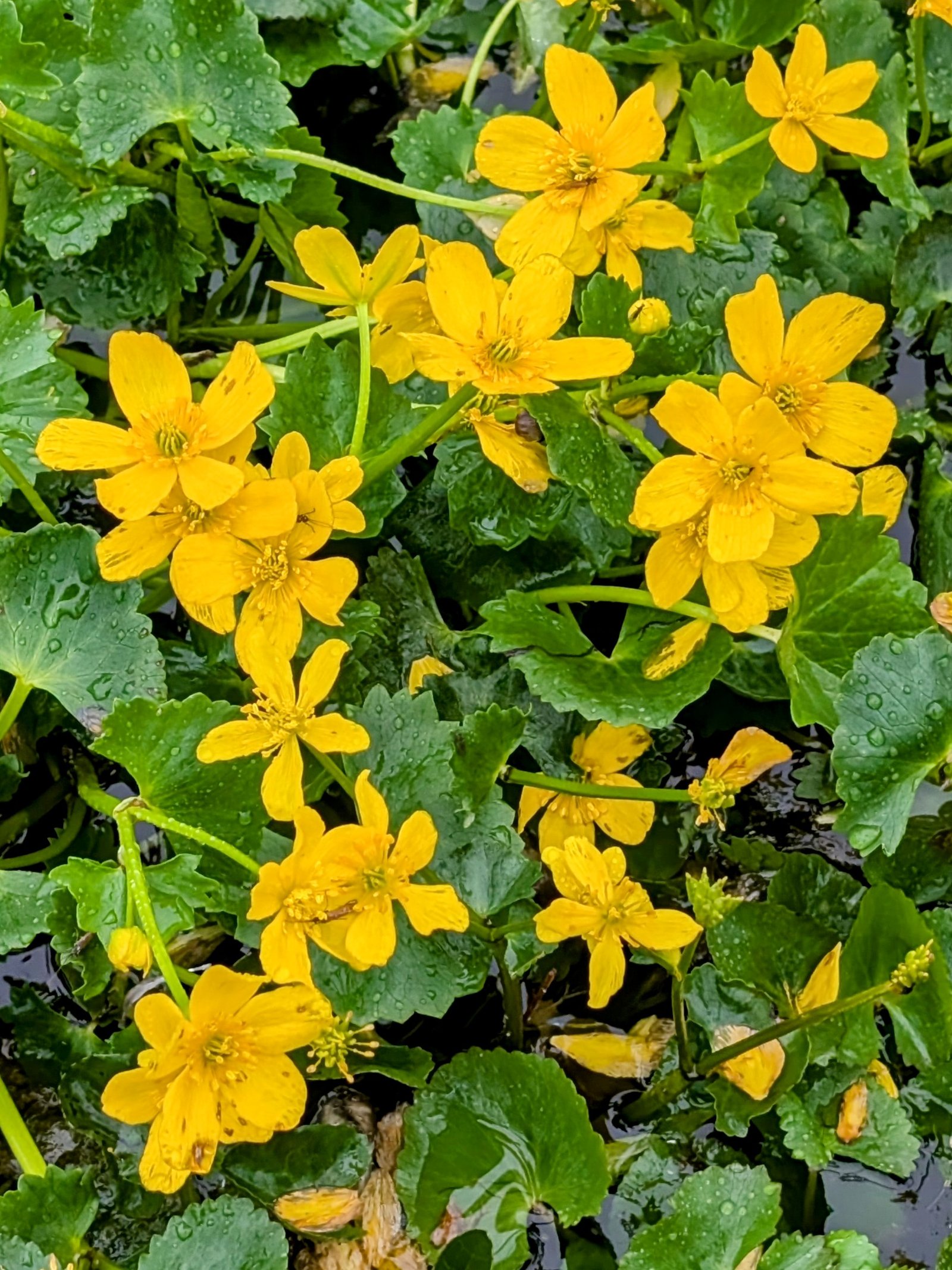 pxl_20240718_0545328842