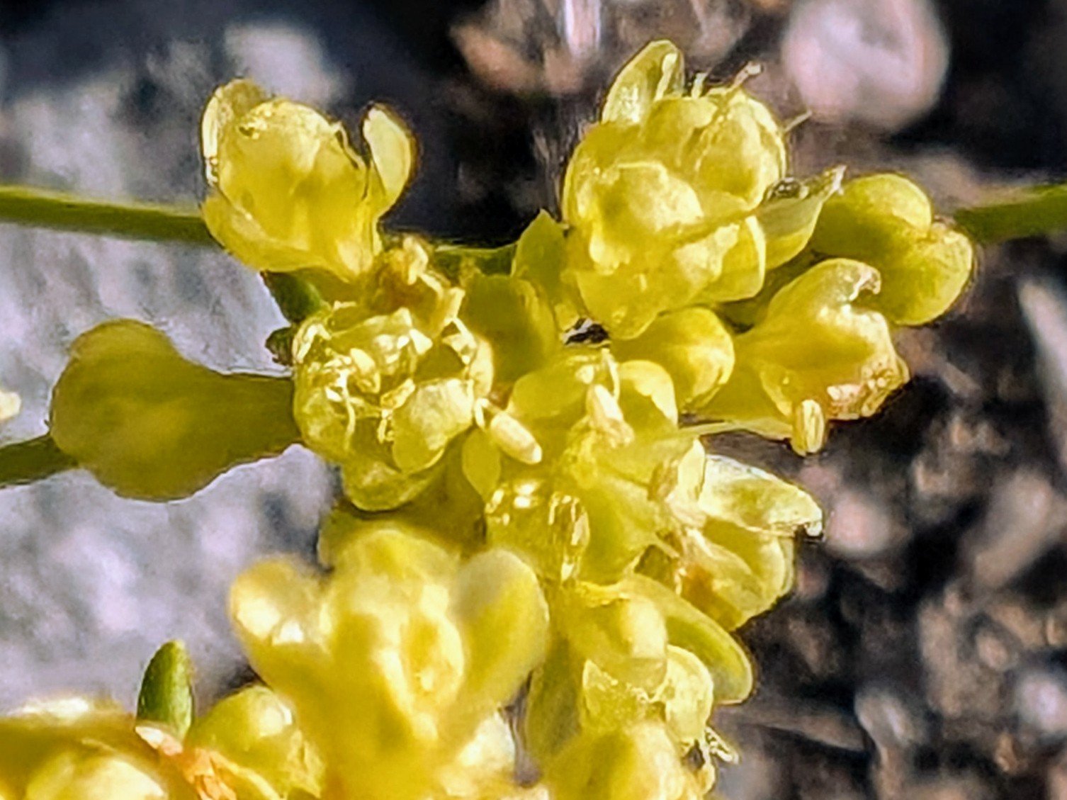 pxl_20240727_1401381652