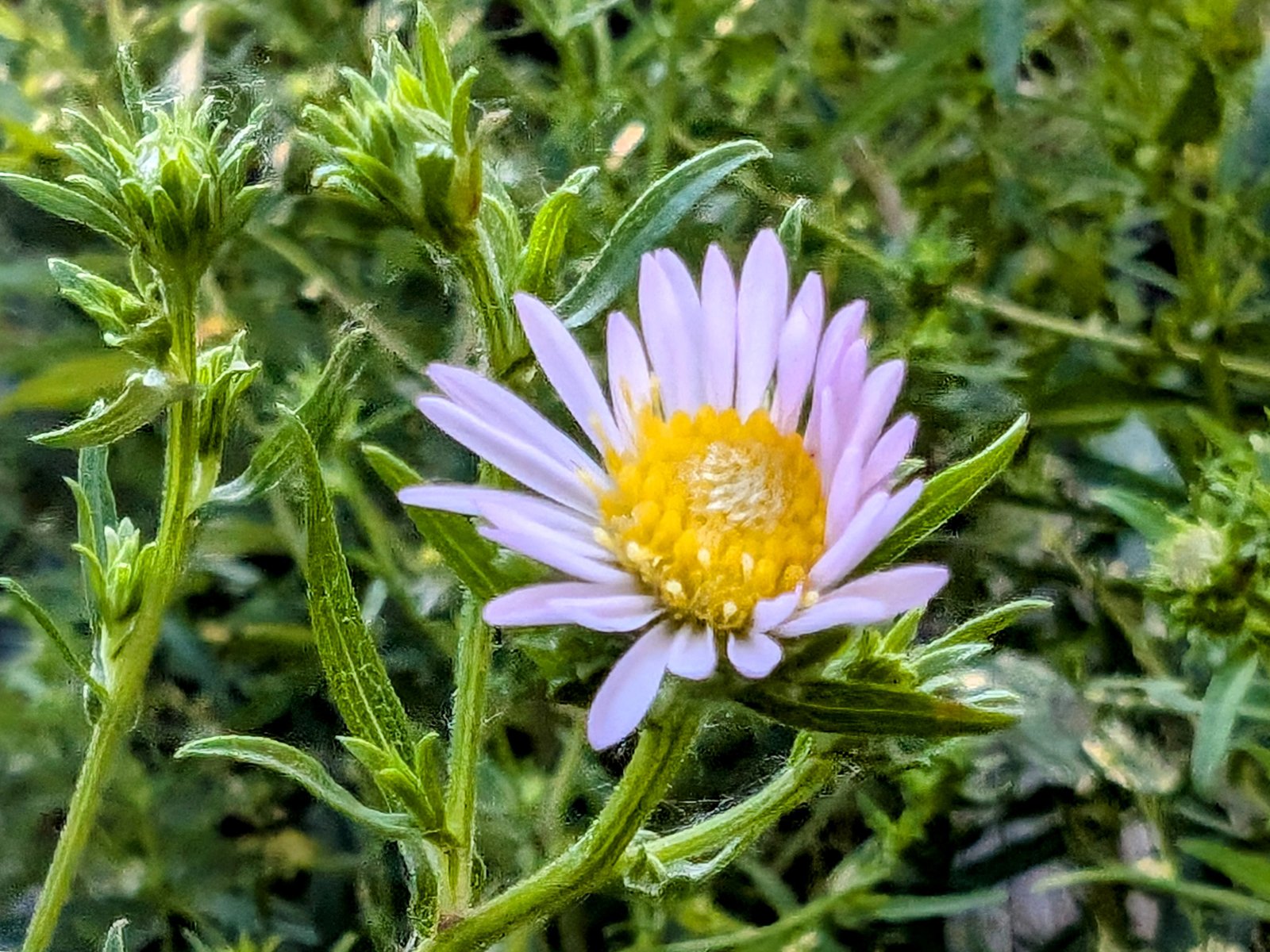 pxl_20240727_1423514272