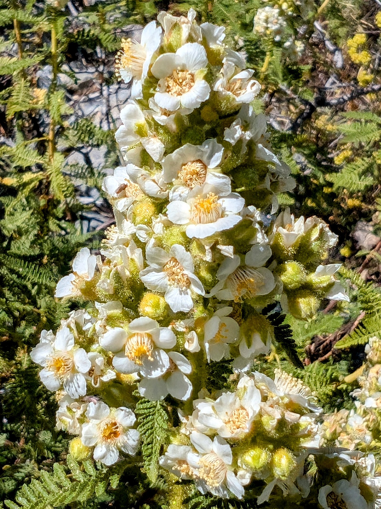 pxl_20240727_1733239922