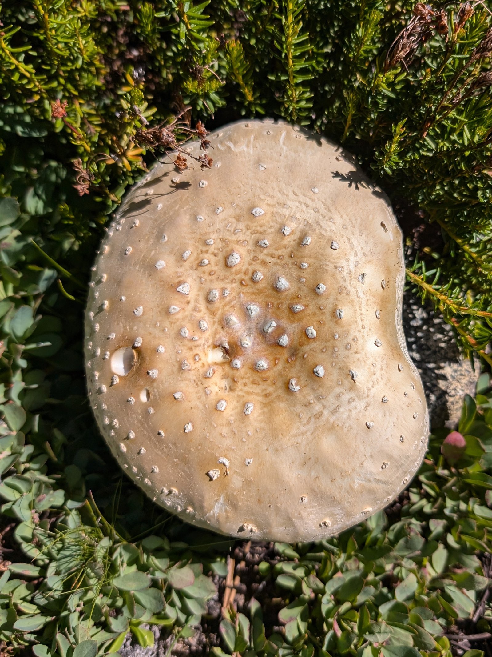 pxl_20240727_2320365932