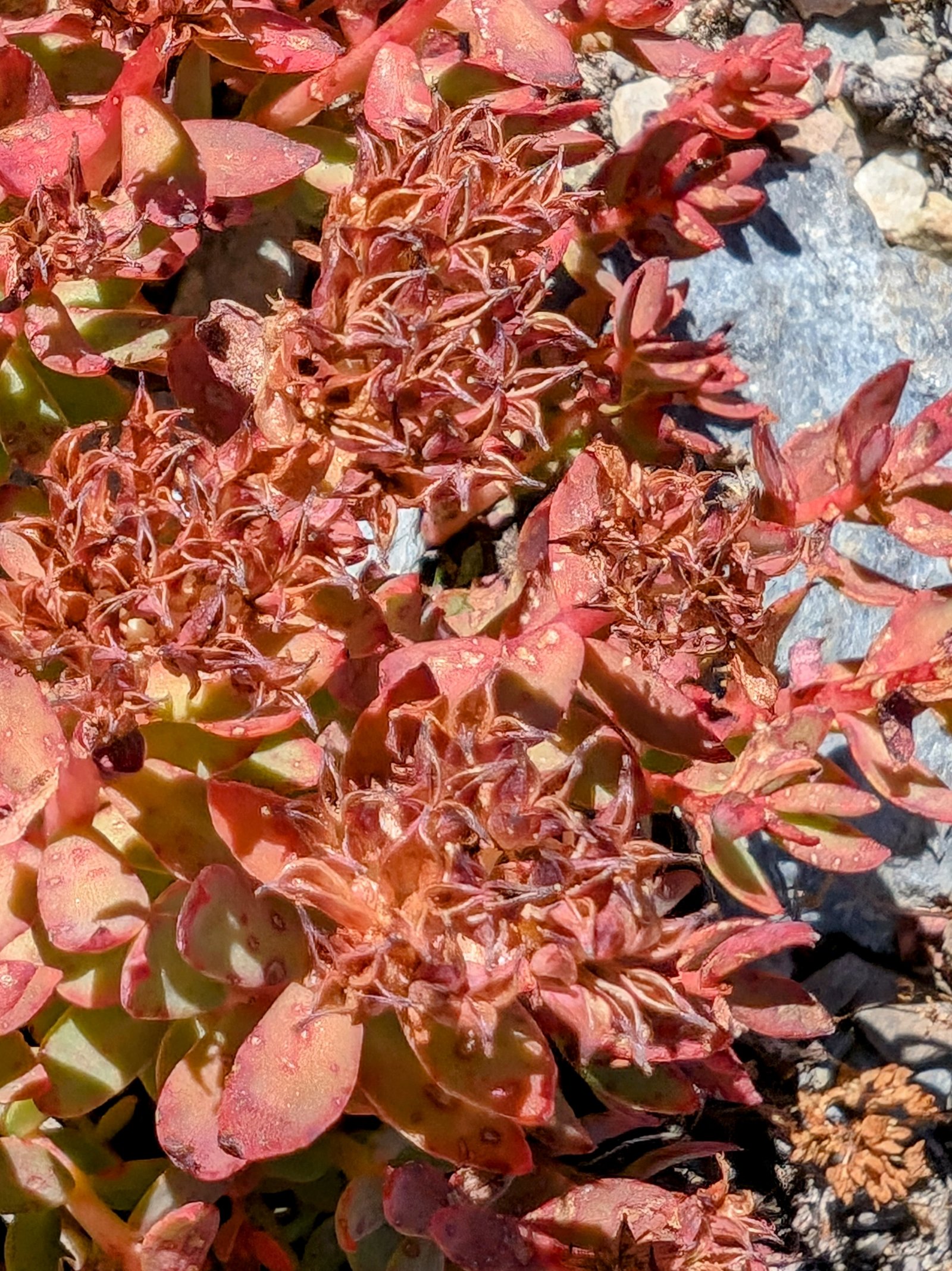 pxl_20240816_1825520832