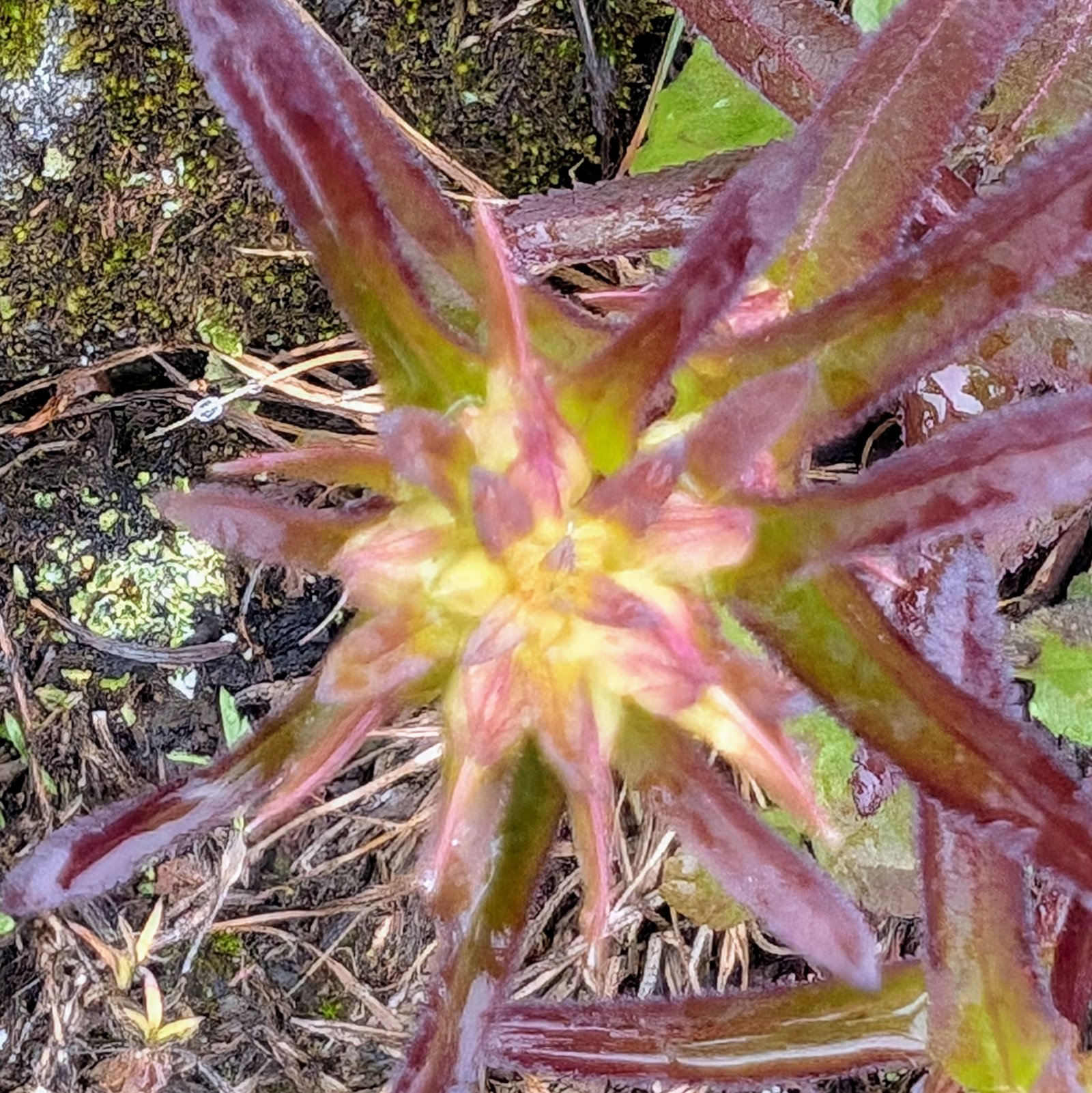 pxl_20240827_1851446002