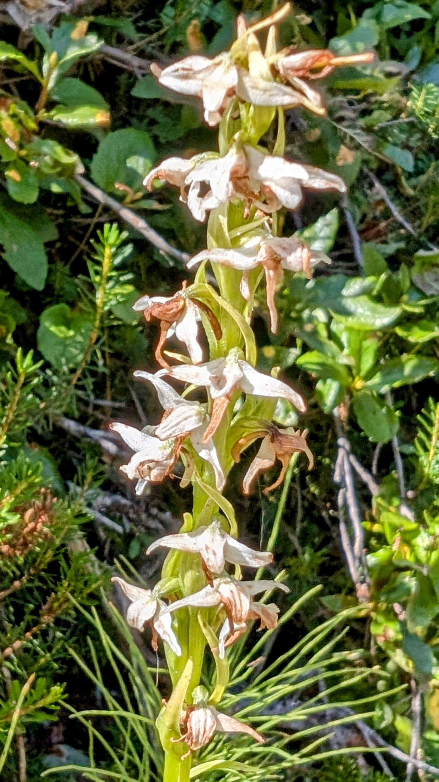 pxl_20240828_2052183882