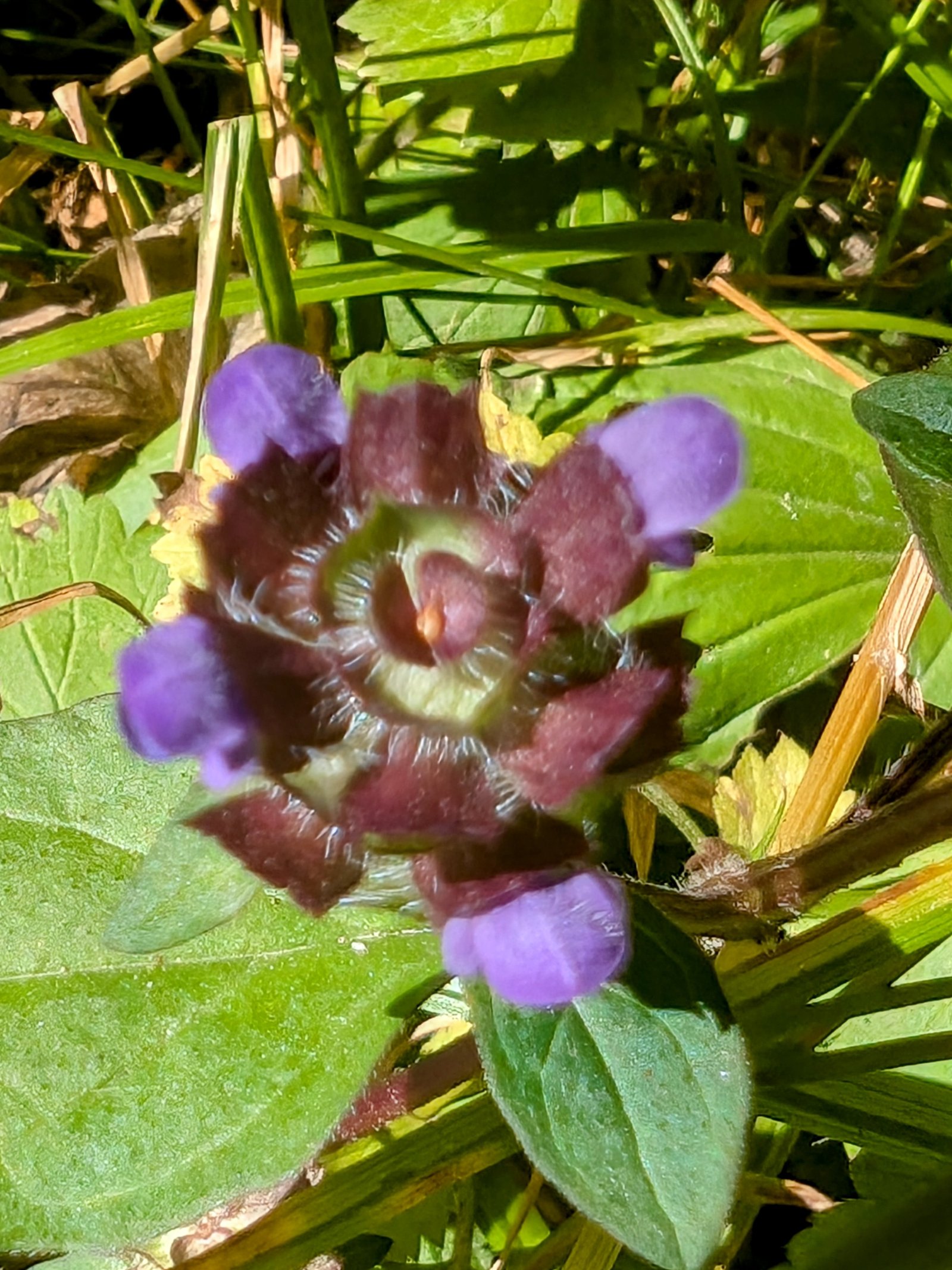 pxl_20240830_1753329232