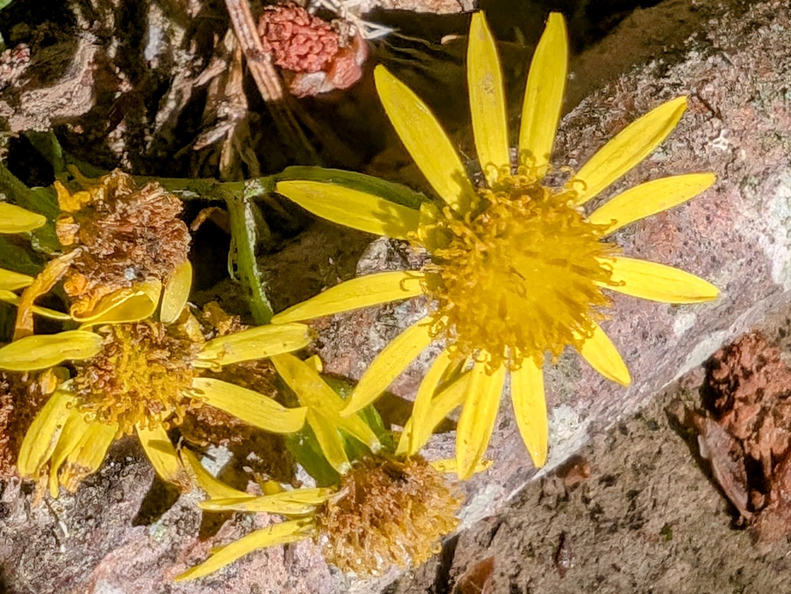 pxl_20240830_1800189812